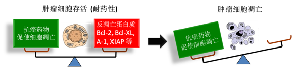 图 1：肿瘤细胞通过反凋零蛋白产生耐药性，对反凋零蛋白的抑制将改变平衡，消除肿瘤耐药性。