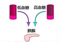 调节血糖稳态，GK负重前行