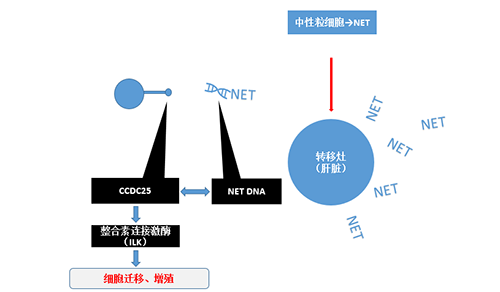 除了单纯的捕获，NET DNA与CCDC-25的结合还增强了癌细胞的侵袭行为，促进了癌症的肝转移。