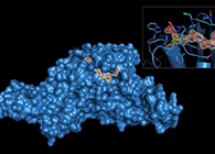 Science重磅！一种“分子剪刀”如何成为COVID-19药物的重要靶标？