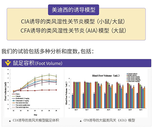 JJB竞技宝诱导的类风湿性关节炎模型
