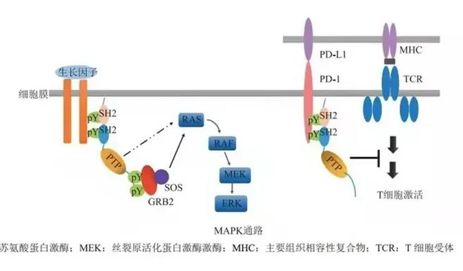 晚期恶性肿瘤患者的福音，SHP2变构抑制剂RG001片获批临床.png