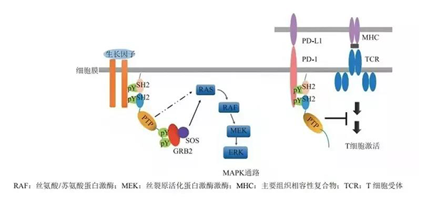 晚期恶性肿瘤患者的福音！JJB竞技宝助力凌达生物SHP2变构抑制剂RG001片获批临床 