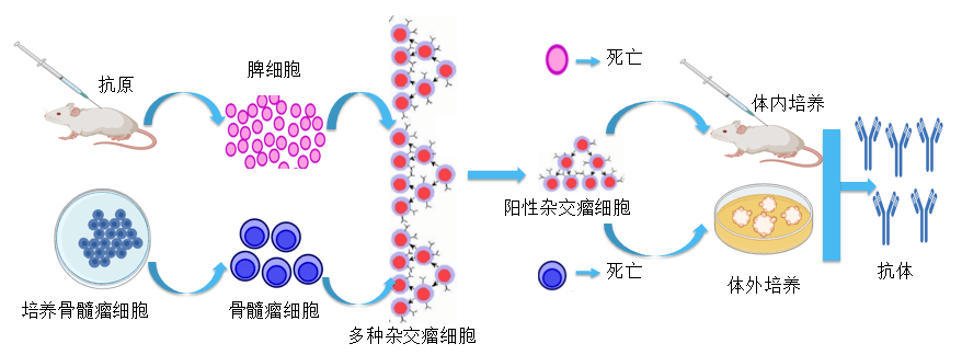 JJB竞技宝抗体开发平台.png