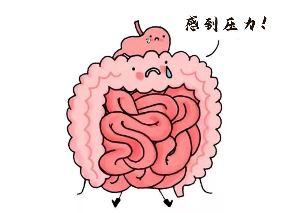 肠道不仅是消化器官，更是“情绪隐形指挥官”。.webp